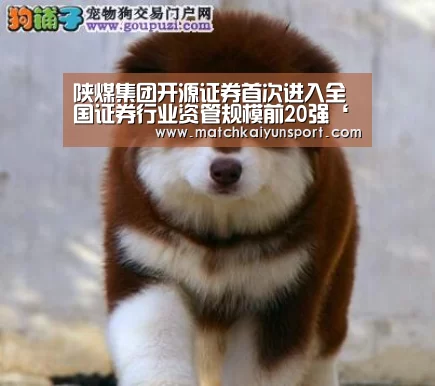 陕煤集团开源证券首次进入全国证券行业资管规模前20强‘KAIYUN’(图2)